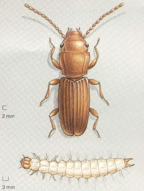 Erginleri 1,5 mm.