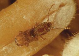 Gelişmiş larva pupa olmadan önce yapışkan bir madde ile çevredeki gıda maddelerini