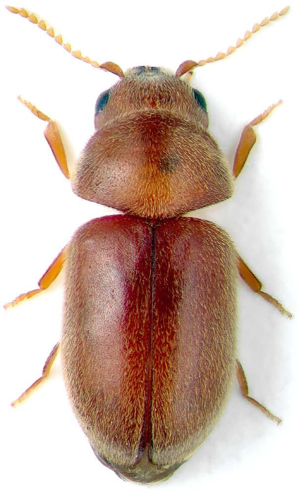 Lasioderma serricorne (F.