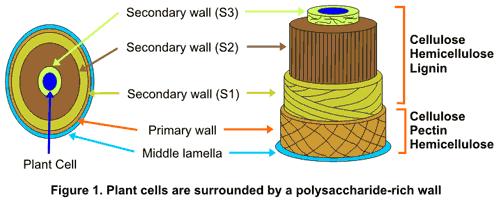Selüloz, Linyin ve Pektin Selüloz (C 6 H 10 O 5 ), bitkilerde hücre yapısının büyük bir bölümünü oluşturan kâğıt, yapay ipek ve patlayıcı maddelerin yapımında kullanılan bir karbonhidrat.