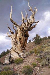 En Yaşlı Ağaç İsveç Köknarı Dünyanın en yaşlı ağacı İsveç te. Afrika köknarlarının en yaşlı ağaçlar olduğu biliniyordu.