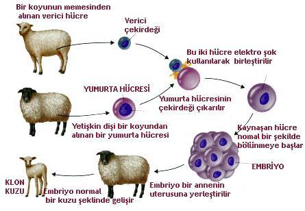 HAYVANLARDA KLONLAMA «DOLLY» İlk klon canlı DOLLY ismi verilen bir koyundur. (1996) Bu çalışma şu şekilde yapılmıştır. Dişi bir koyunun (2.