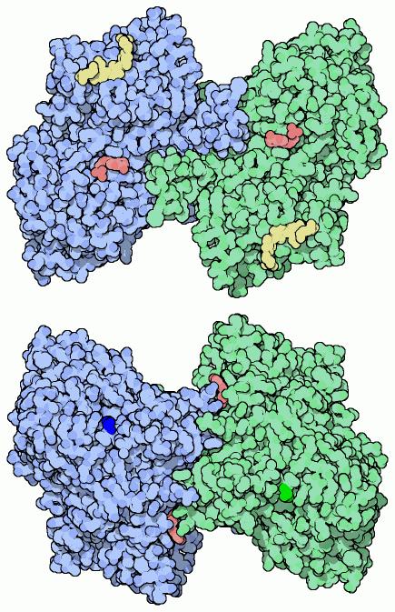 Enzimin subüniteleri yeşil ve mavi renkle gösterilmiştir. İki kırmızı mononükleotid, bu subünitelerdeki oluklara yerleşmiştir. Sarıyla gösterilen moleküller kısa glukoz zincirleridir.
