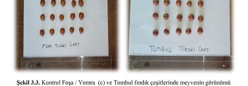 Çalışmada kullanılan ticari (standart) fındık çeşitleri Tombul Fındığı Çakıldak Fındığı Palaz Fındığı