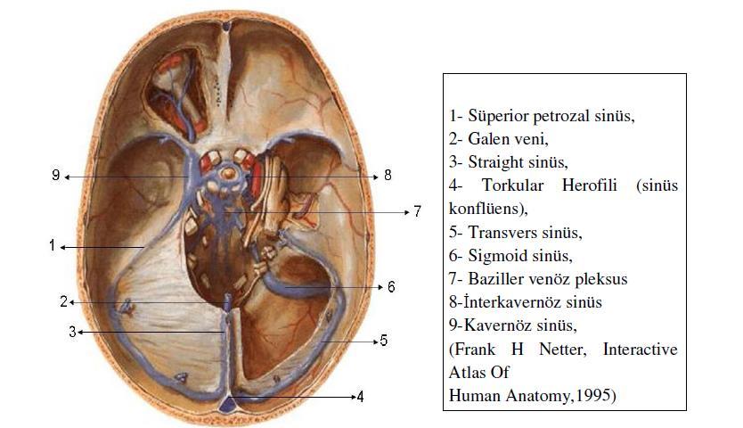interna ve diensefalonu drene ederler. Yüzeyel serebral venler ise korteks, beyin sapından ve serebellumdan venöz kanı alırlar.