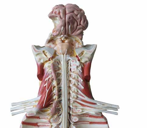 ANATOMİ Medulla spinalis in arterleri Sağ ve sol a. vertebralis ler ve rr. radicularis besler. A. vertebralis, a. subclavia dan ayrılırlar. Dalları: A. spinalis anterior (1 adettir) A.