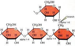 Önemli polisakkaritler Polisakkaritler monosakkaritlerin polimerleri olup tam hidrolize edildiklerinde kendilerini oluşturan