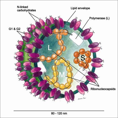 Virüsün Özellikleri Bunyaviruslar negatif polariteli, tek iplikçikli, zarflı RNA virüsleri- Nairovirus genusundan Zarfı Gn ve Gc yüzey glikoproteinleri Hemaglütinasyon Hücreye bağlanmada İmmünitede
