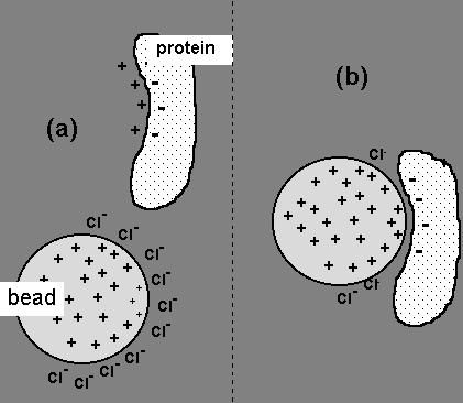 Proteinler, ya kullanılan