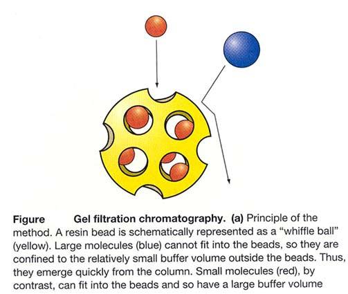 JEL GEÇİRGENLİK KROMATOGRAFİSİ Bu yöntemde proteinler molekül büyüklüklerinin