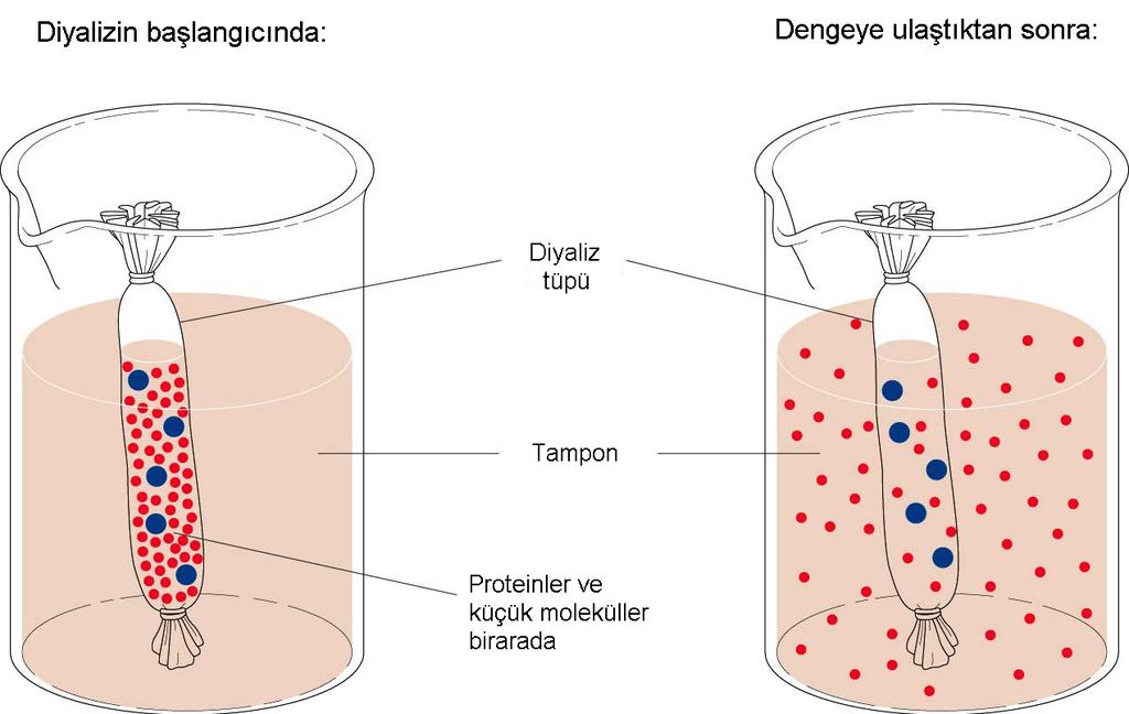 DİYALİZ: Su ve diğer küçük moleküller