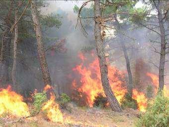 zayıflamasına ve ağaçlar üzerinde çeşitli zararlıların