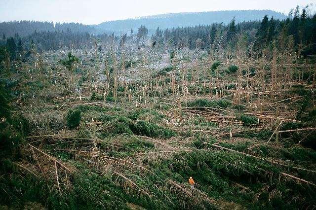 primer faktörlerin etkisiyle ormanda fazla miktarda ağaç zarar