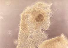 Spermatozoa Kapasitasyonu: Olgunlaflm fl oositlerin fertilizasyonunda 0,25 ml lik payetlerde dondurulmufl bo a spermas, 37ºC deki su banyosunda 20 saniyede çözülmüfl, hiperaktif motil spermatozoonlar