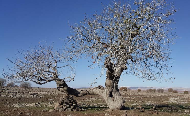 Fıstığımız Bol Olsun da anıt ağaç adayları belirlendi Nestlé DAMAK ile 2011 de Gaziantep ve Şanlıurfa da başlattığımız projenin ikinci etabında; ilk etapta elde edilen bilgi ve birikimin Barak Ovası