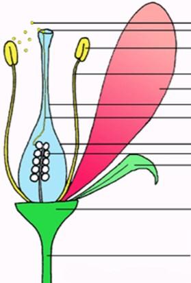 = Flos, Flores Gymnospermlerde çiçekler sporofillerin bir eksen üzerinde dizilmesiyle meydana gelmiş kozalaklar halinde Çiçek halkaları eksik veya az gelişmiş Angiospermlerde çiçekler çok daha