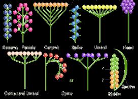 durumu bazen çok basit, bazen çok karmaşıktır; buna göre de infloresans basit veya bileşiktir o Çiçek