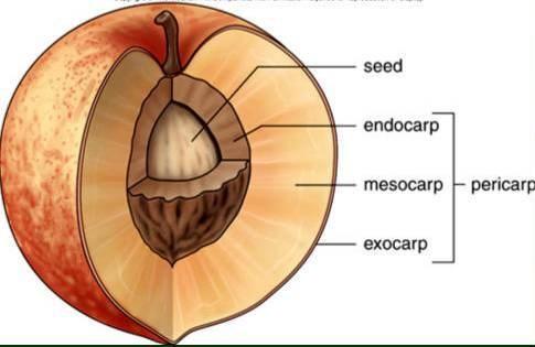 Filizlenir ve gelişir 73 74 MEYVE Meyve kabuğu: perikarp Meyvede bulunan katmanlar dıştan içe: Ekzokarp, Mezokarp, Endokarp Tohum (semen) Meyva