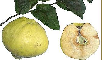meyveyi oluşturur Rosae pseudo-fructus (Ph. Eur.