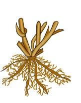 Bitki Organları KÖK = Radix Büyüme Organları Generatif Kök, kara hayatına uyum sağlamış Kök Vegetatif bitkilerde toprak içinde gelişen, Gövde bitkiyi toprağa bağlayan, Yaprak su ve su içinde çözünmüş