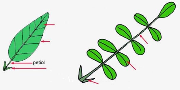 Basit Yaprak Bileşik Yaprak YAPRAK Lamina şekillerine göre basit yaprakların adlandırılışı: lamina
