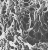 Agaroz Polimerize olmus agaroz porlu bir yapıdır ve DNA