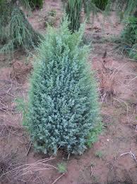 Juniperus