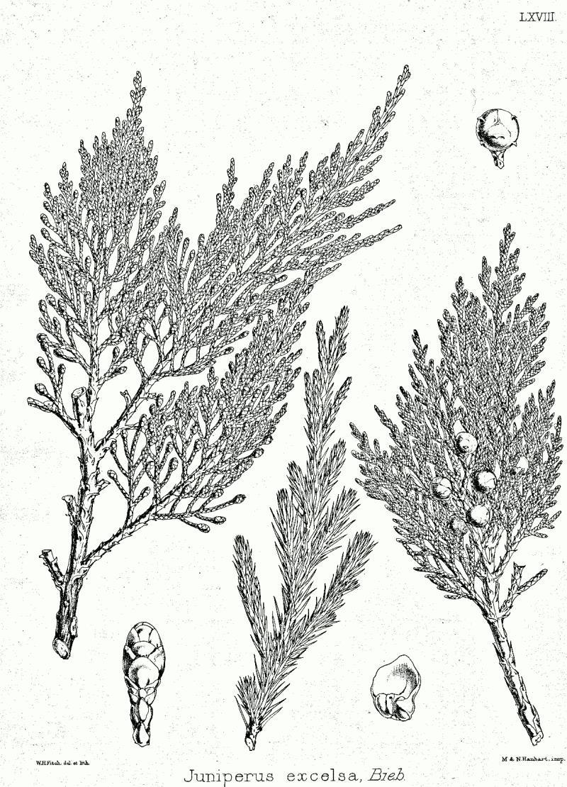 Juniperus