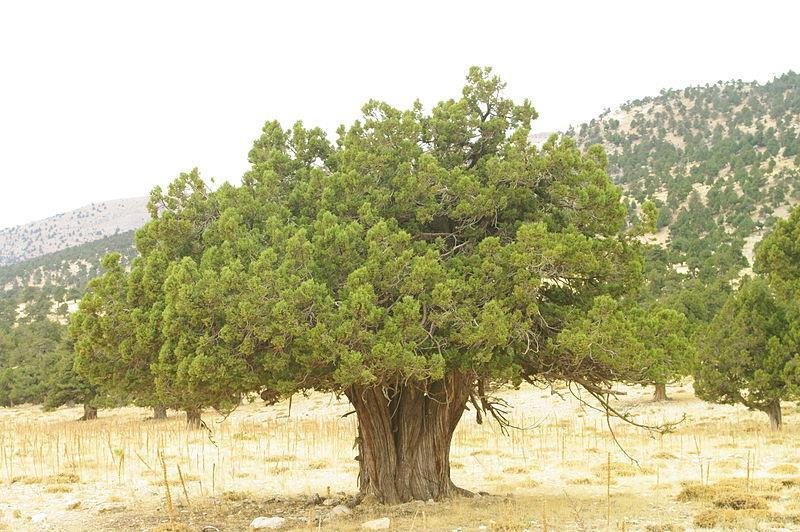 Juniperus