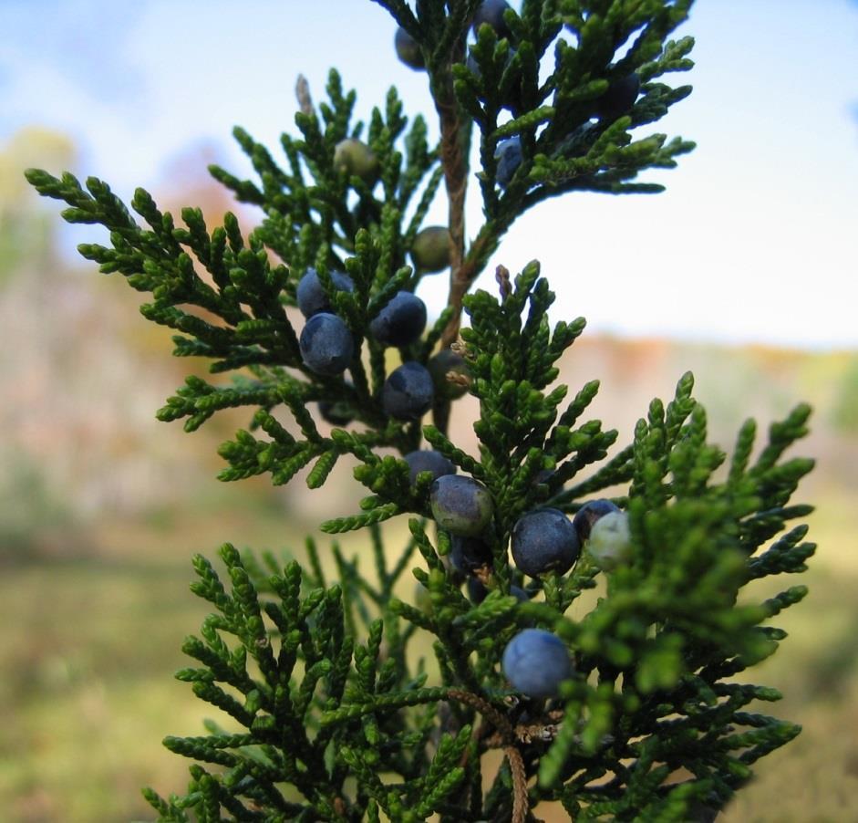 Juniperus