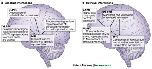 Prefrontal korteks