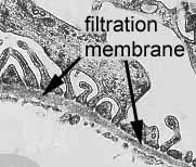 15 b. Bowman kapsülü (glomeruler kapsül): İki yapraktan oluşur. Her iki yaprakta epitel hücrelerinden ibarettir.