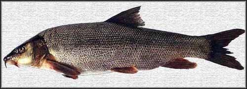 Akçay (Muğla-Denizli) Balıkları Üzerine Bir Araştırma 3. Bulgular Akçay da yapılan bu çalışmada iki familyaya ait beş tür ve üç alttür belirlenmiştir.