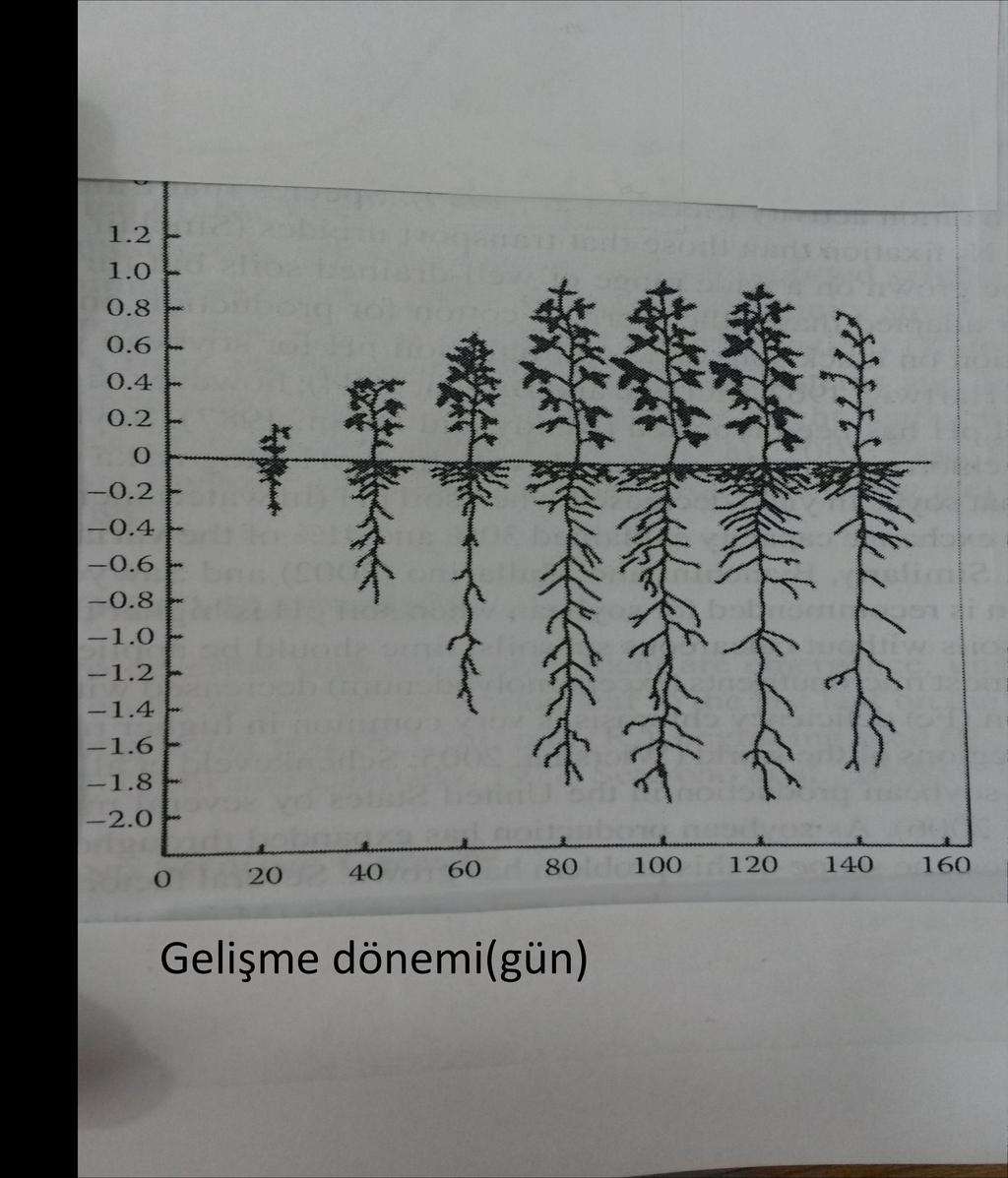 Şekil-1: Gelişme dönemine göre soya bitkisinin kök derinliği ve Bitki boyu Şekil-1 den görüldüğü gibi soya bitkisinin en yoğun köklerinin (besin maddesi alan ve nodül(yumru) bulunan kökleri