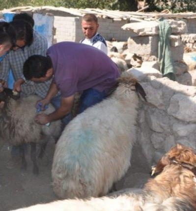 Meslek hastalığı, Veteriner, çiftçi ya da kasapları hasta hayva ları