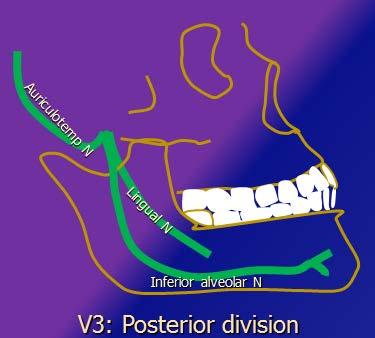 Mandibular Sinir (V3) V3 Kavernöz sinüsü for ovale ile bypas eder anterior ve posterior köklere ayrılır Anterior