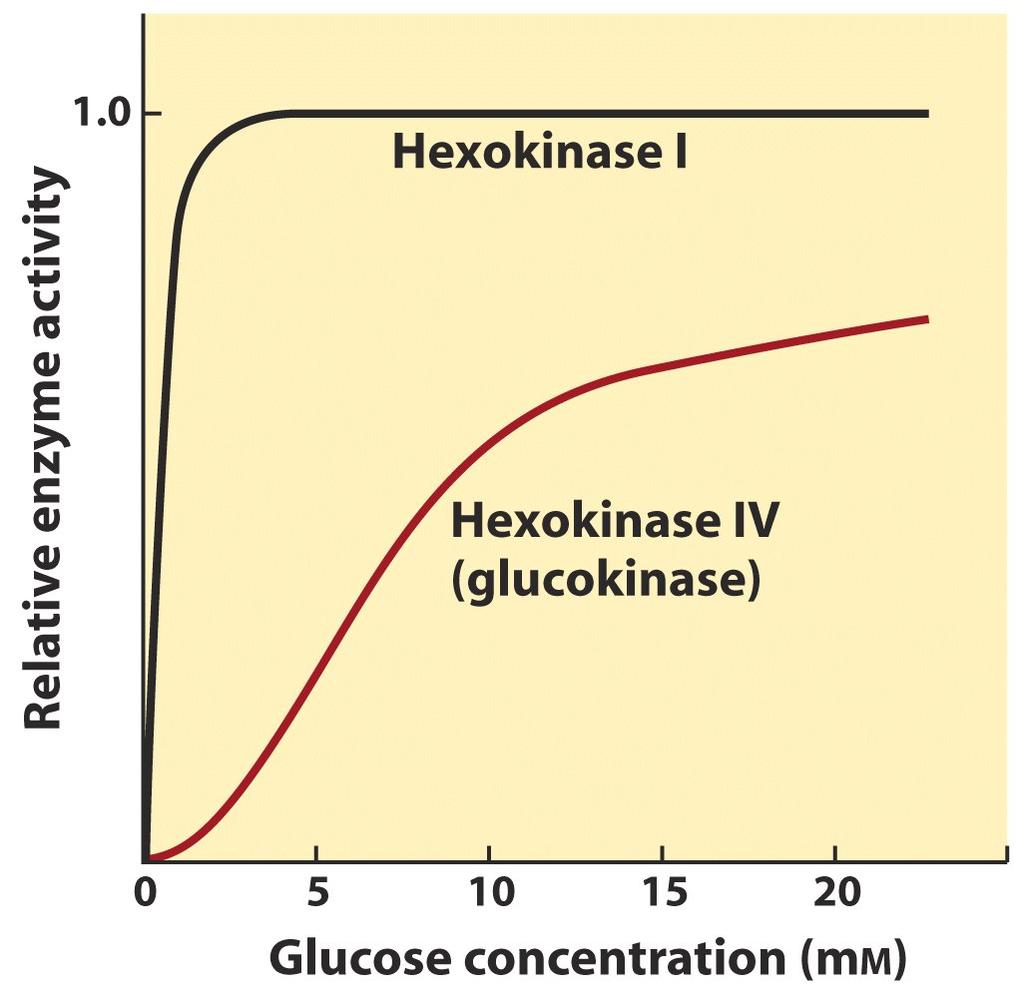 Glikolizin Düzenlenmesi : HEKZOKİNAZ ve GLUKOKİNAZ Hekzokinaz IV (Glukokinaz) 10 mm glukoz derişiminde yarı doymuş durumdadır.