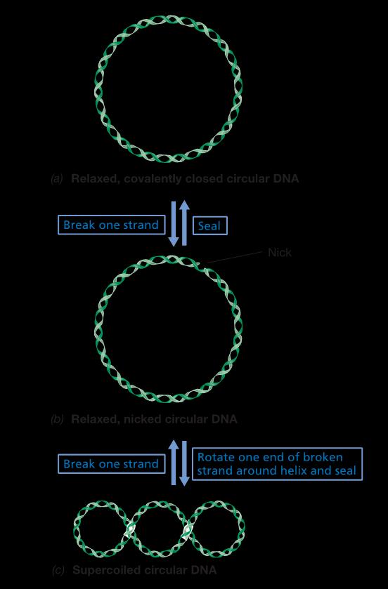 Bakteri DNA sı nukleoid bölgede iki şekilde, katlanmış ve katlanmamış (açık) olarak bulunurlar.