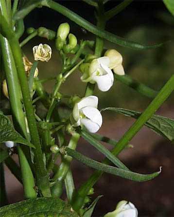 Familya:Leguminosae Tür: Phaseolus vulgaris (Fasulye) Phaseolus coccineus (Ateş