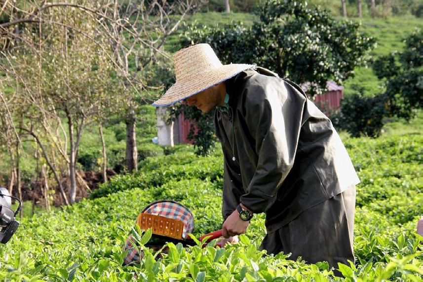 Bu sebeple Çay sektöründeki olumsuz gelişmelerden bölgede ikamet etse de, etmese de bir milyon müstahsil direkt olarak etkilenmekte.