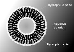 - Hidrofobik baş ve hidrofilik kuyruk kısımları vardır.