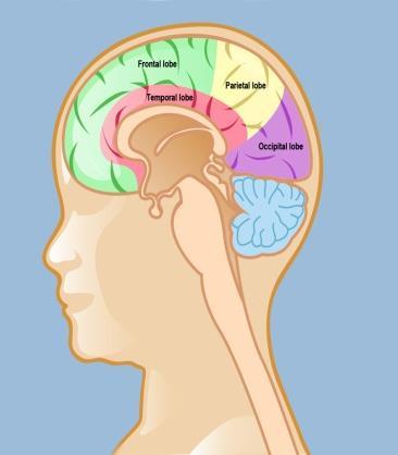 Patofizyoloji Ağrıya duyarlı kafa içi ( beyin zarları, damarlar, venöz sinüsler ve periost ) ve kafa dışı ( kafa derisi, damarlar, periost, kaslar ve fasiyalar ) yapıların fiziksel, kimyasal veya