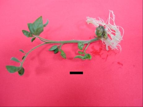organogenik kallusun SEM görüntüsü; e: Karanlığı takiben fotoperiyodik koşulda ve TDZ'li ortamda kotiledon eksplantı kalluslarında yaprak primordiaları (YP)'nın SEM görüntüsü; f: Karanlığı takiben