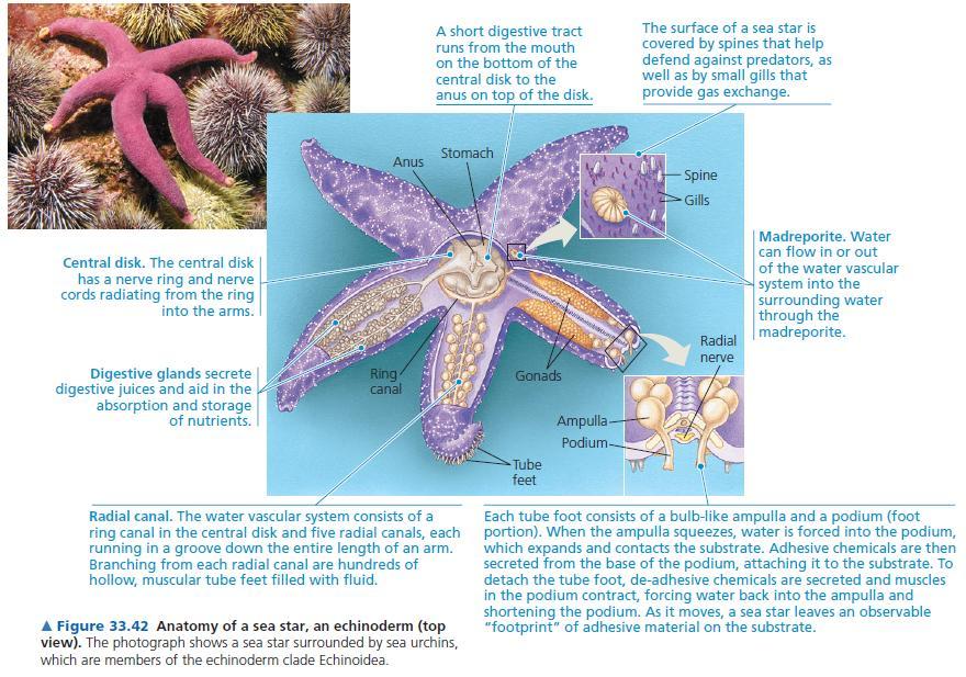 5.Phylum Echinodermata (deniz yıldızları, deniz kestaneleri, deniz hıyarları vd) gruplarını içerir.