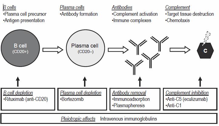 B Hücresi -Plazma hücre öncülü -Antijen sunumu Plazma Hücresi Antikor Üretimi Antikorlar -Kompleman aktivasyonu -İmmünkomplexler Kompleman -Doku hasarı -Kemotaksis B Hücresi CD20+ Plazma Hücresi