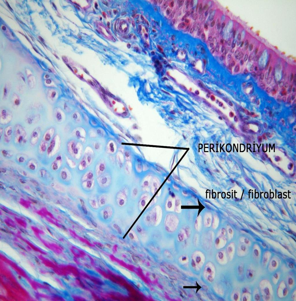 Perikondriyum:Kıkırdak zarı Eklem kıkırdakları ve intervertebral diskler haricindeki bütün kıkırdaklarda bulunur.