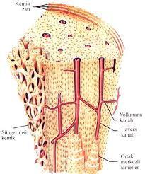 Kemiklerin yüzeyindeki besleyici deliklerden (foramen nutritium) giren kan damarları Valkmann kanallarından geçerek derindeki Havers kanallarına girerler.