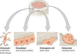Kemik dokusunun hücreleri 1.osteoprogenitor hücreler 2. osteoblastlar 3. osteositler 4. osteoklastlar https://www.google.com.tr/search?