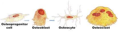 2-Osteoblastlar Osteoblastlar kemik yapan genç hücrelerdir.