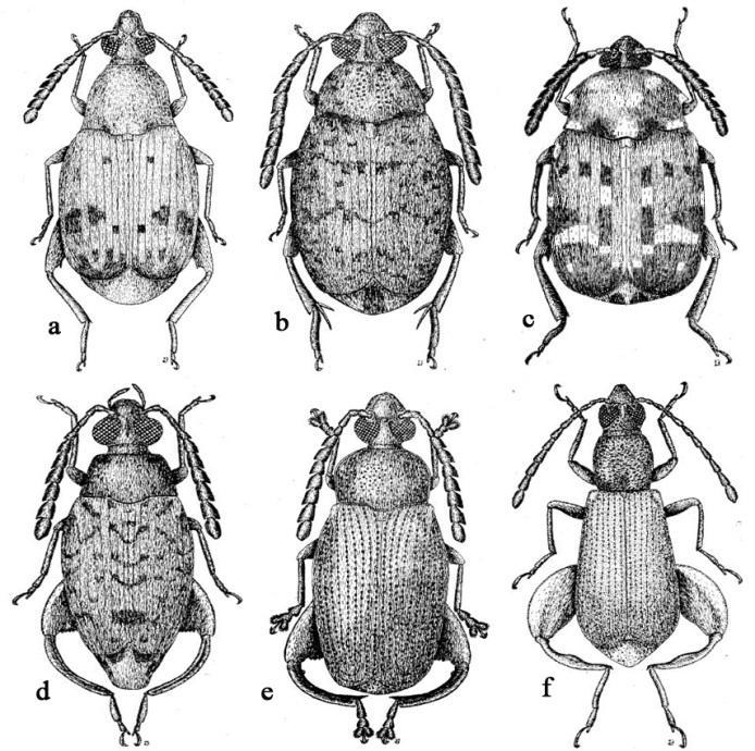 3 2. KAYNAK ARAŞTIRMASI 2.1. Bruchidae Hakkında Genel Bilgiler Bruchidae familyası Coleoptera takımından Polyphaga alttakımının Chrysomeloidea üstfamilyasına bağlıdır.